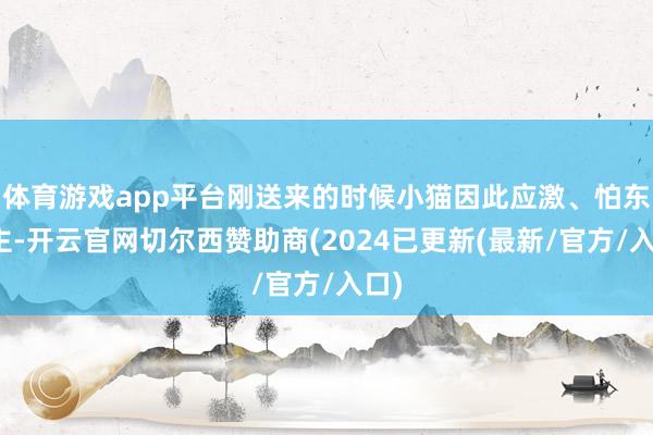 体育游戏app平台刚送来的时候小猫因此应激、怕东谈主-开云官网切尔西赞助商(2024已更新(最新/官方/入口)